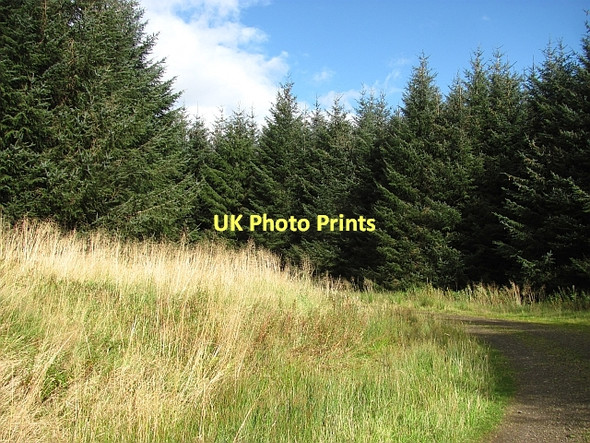 Photo 6"x4" Carron Valley Forest Carron Valley Reservoir c2011 P1