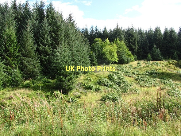 Photo 6"x4" Clearing, Burnhouses Carron Valley Forest c2011