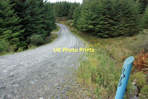 Photo 6"x4" The Kintyre Way passes through forest Killean\/NR6944 c2011