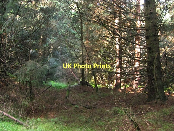 Photo 6"x4" Carron Valley Forest Carron Valley Forest c2011