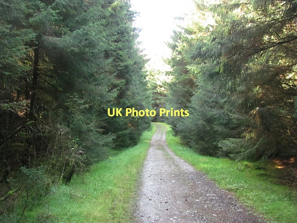 Photo 6"x4" Logging road, Carron Valley Forest Carron Valley Forest c2011