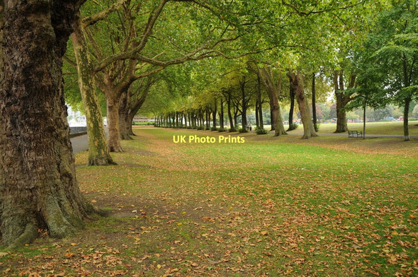 Photo 6"x4" Avenue of trees, Wandsworth Park Fulham c2011