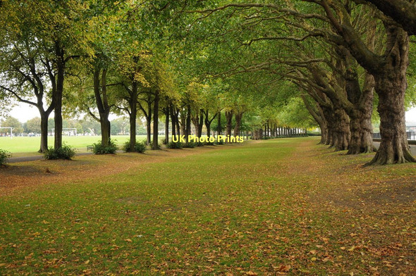 Photo 6"x4" Avenue of trees in Wandsworth Park Fulham c2011
