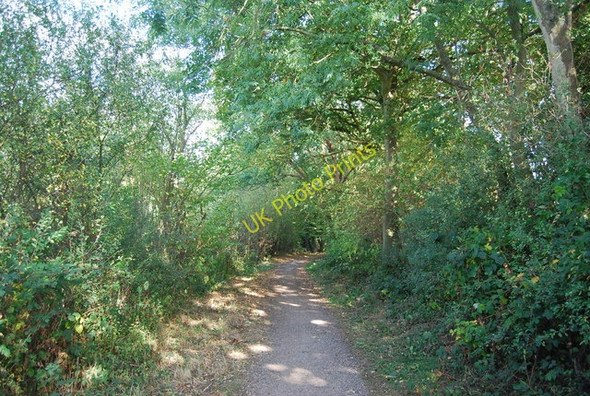 Photo 6"x4" Eden Valley Walk in the trees Leigh\/TQ5546 c2009