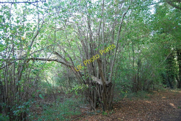 Photo 6"x4" Coppiced tree by the Eden Valley Walk Leigh\/TQ5546 c2009