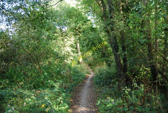 Photo 6"x4" Eden Valley Walk in the trees Leigh\/TQ5546 c2009