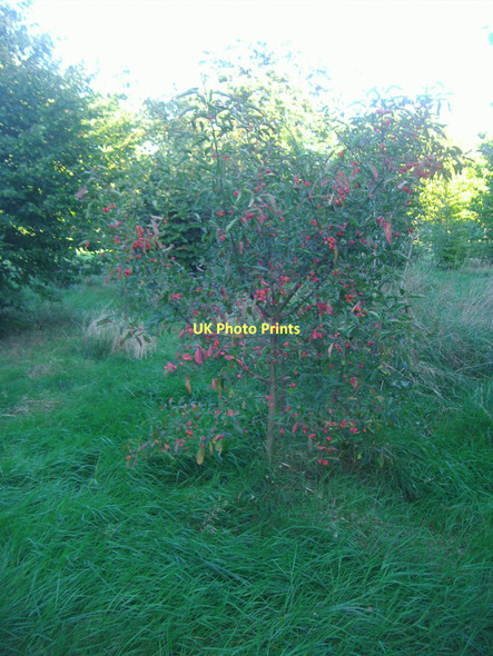 Photo 6"x4" Bush on Hendon Park Hendon\/TQ2389 c2011