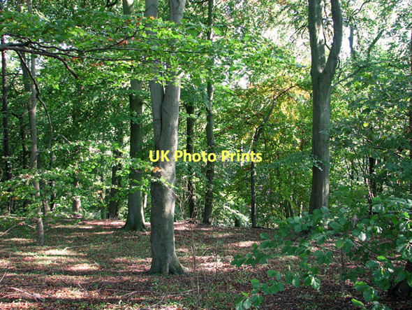 Photo 6"x4" Deepdale Plantation, Elsham Wolds Elsham c2011