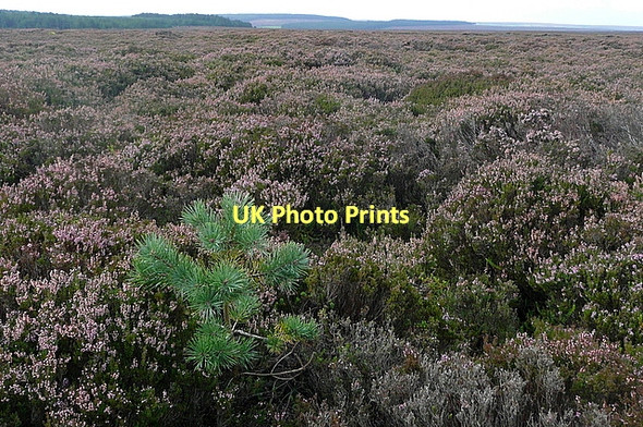Photo 6"x4" Wheeldale Moor Wheedale Plantation c2011