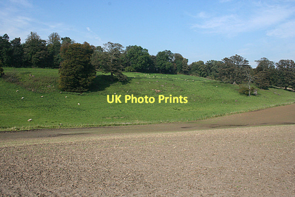 Photo 6"x4" Glenpunty Wood Cramond c2011