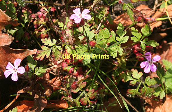 Photo 6"x4" Herb Robert (Geranium robertianum) Dalmeny c2011