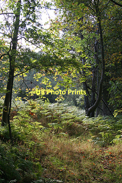 Photo 6"x4" Woodland at Peatdraught Bay Dalmeny c2011