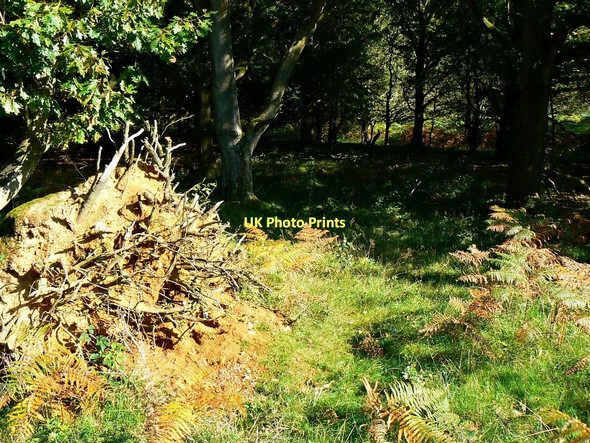 Photo 6"x4" Track, off Grand Avenue, Savernake Forest Durley\/SU2364 c2011