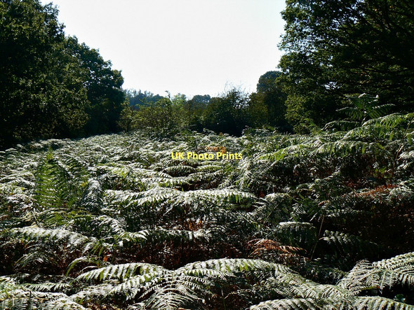 Photo 6"x4" Bracken, Savernake Forest Durley\/SU2364 c2011