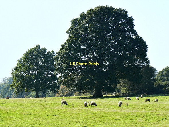 Photo 6"x4" Oaks and sheep, Savernake Forest near Durley Durley\/SU2364 c2011
