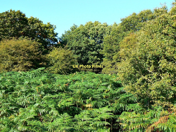 Photo 6"x4" Bracken on the edge of Savernake Forest near Durley Durley\/SU2364 c2011