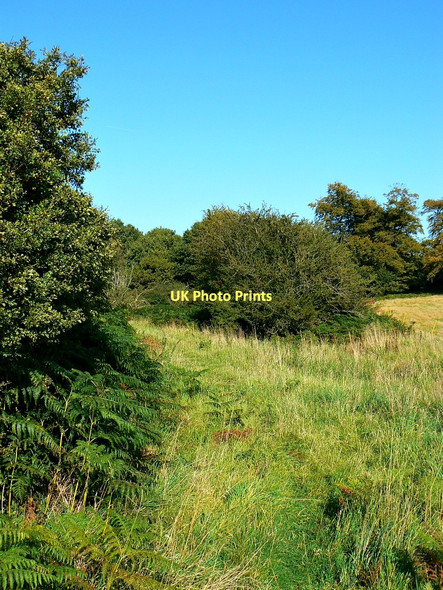 Photo 6"x4" Track to Grand Avenue, Savernake Forest Durley\/SU2364 c2011