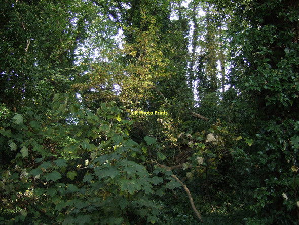 Photo 6"x4" Woodland near Fairburn Fairburn c2011