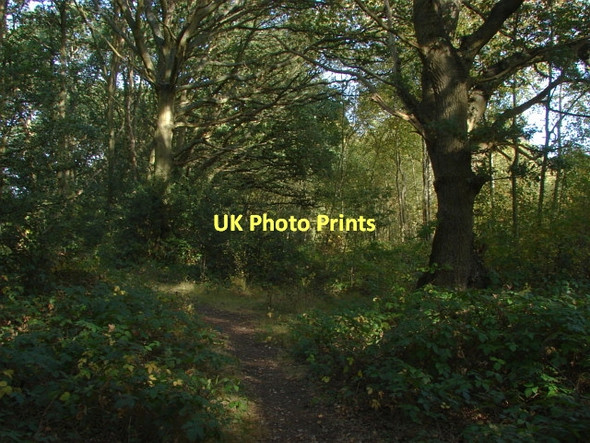Photo 6"x4" Westfield Common Woking c2011