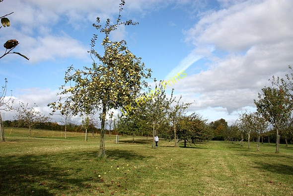 Photo 6"x4" Orchard, Lyne Down Lyne Down c2009