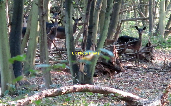 Photo 6"x4" Look towards the camera please deer Copthall Green c2011