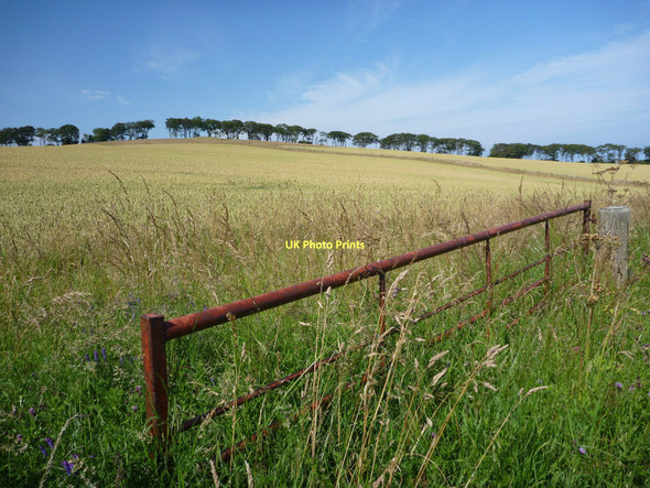 Photo 6"x4" Rural East Lothian : Field Scene Near Thurston Mains Innerwick\/NT7274 c2011