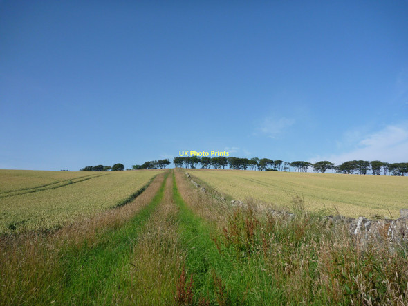 Photo 6"x4" Rural East Lothian : Field Boundary Near Thurston Mains Innerwick\/NT7274 c2011