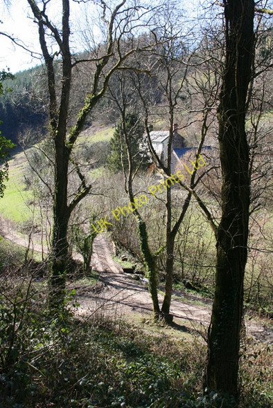 Photo 6"x4" Molland: Scrubbed Wood Champson c2006