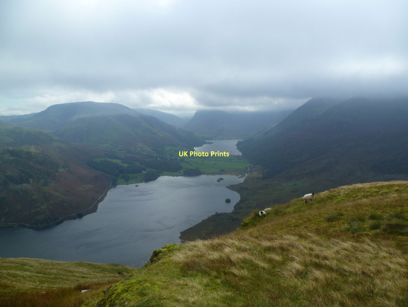 Photo 6"x4" Sheep on Mellbreak Loweswater\/NY1420 c2011
