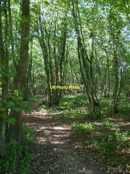 Photo 6"x4" Great Bottom Madehurst c2011
