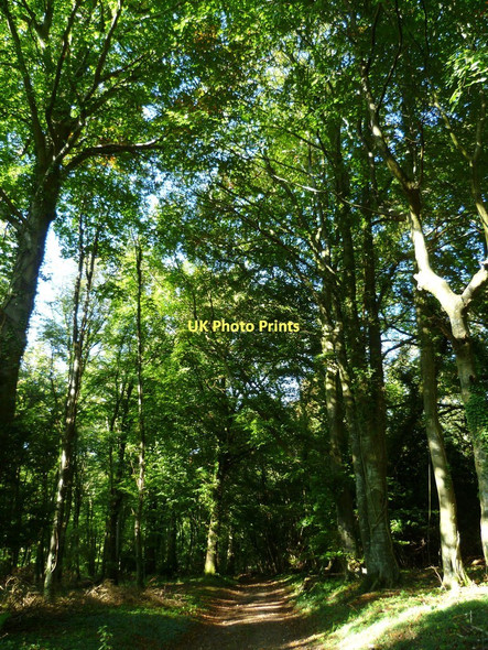 Photo 6"x4" A walk through the woods Madehurst c2011