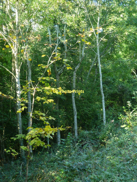 Photo 6"x4" Sapling near Gumber Farm Madehurst c2011