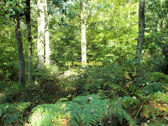 Photo 6"x4" Looking into the trees Stour Row c2011