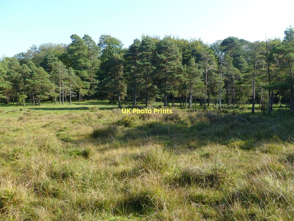 Photo 6"x4" Holmsley Walk, wetland Thorney Hill\/SZ2099 c2011