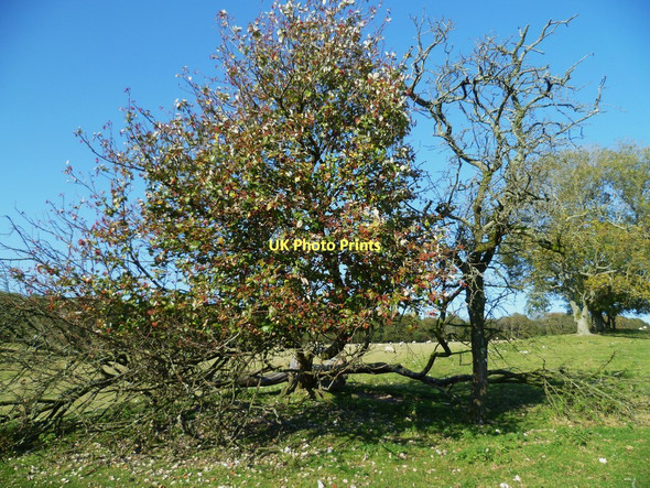 Photo 6"x4" On Stane Street (6) Upwaltham c2011