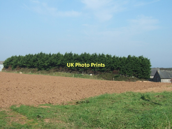 Photo 6"x4" A shelterbelt around Woodcombe Farm Chivelstone c2011