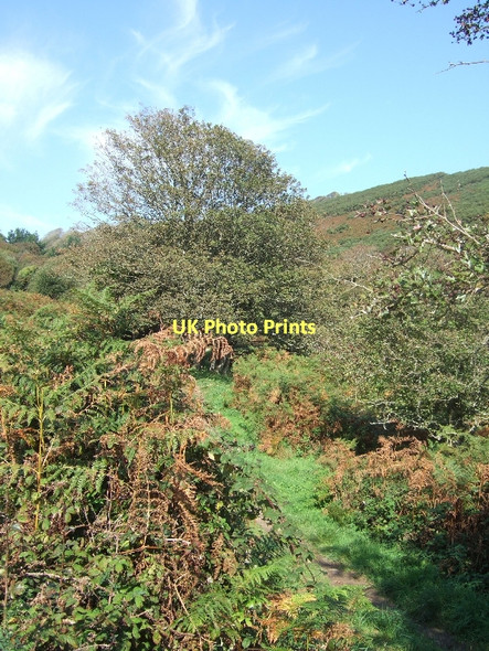Photo 6"x4" Path through bracken at Woodcombe Sand East Prawle c2011