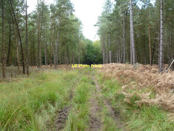 Photo 6"x4" Sandford, forestry track Sandford\/SU1601 c2011