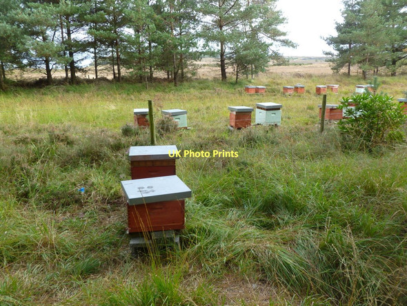 Photo 6"x4" Bisterne Common, beehives Sandford\/SU1601 c2011