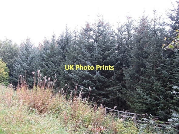 Photo 6"x4" Conifer strip Broomhaugh c2011