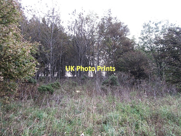 Photo 6"x4" Woodland, Greenhead Carterway Heads c2011
