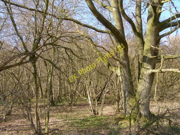 Photo 6"x4" Oak and hazel woodland in Ladies' House Copse Forton\/SU4143 c2006