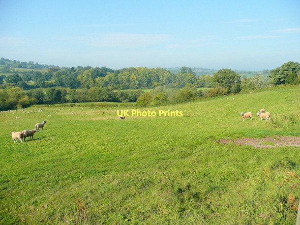 Photo 6"x4" Grazing the Monnow valley White Rocks c2011