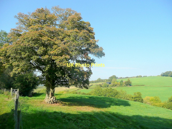 Photo 6"x4" Hawthorn in autumn Bagwyllydiart c2011