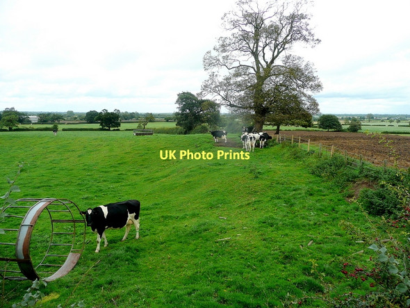 Photo 6"x4" Cheshire dairy pasture Alpraham c2011