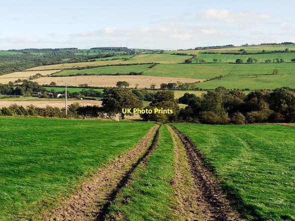 Photo 6"x4" Track above Riding High Wood Prudhoe c2011