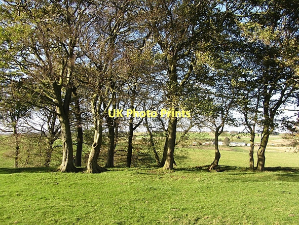 Photo 6"x4" Clump of beeches Avonbridge c2011
