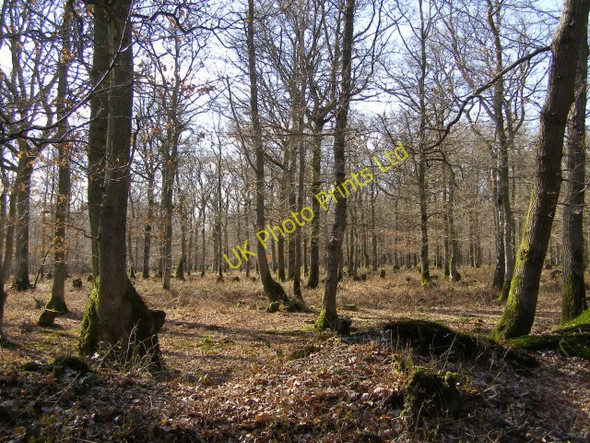 Photo 6"x4" Burnt Lodge Copse, Harewood Forest Forton\/SU4143 c2006