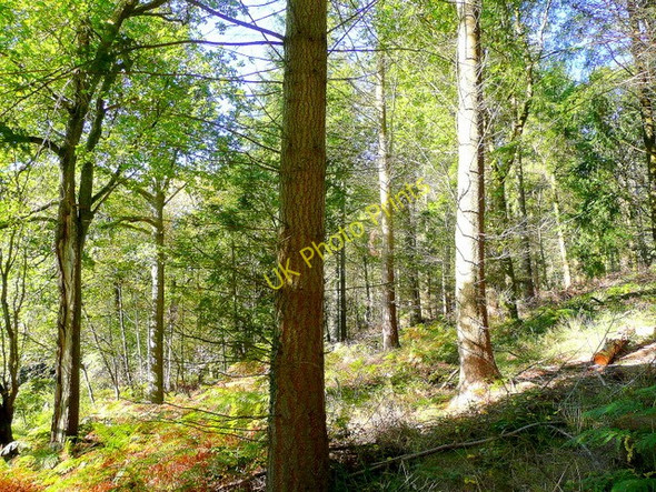 Photo 6"x4" Sallowvallets Inclosure, Forest of Dean Edge End\/SO5913 c2009