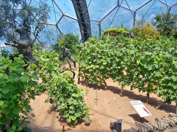 Photo 6"x4" Vines In The Mediterranean Biome At The Eden Project Bodelva c2011